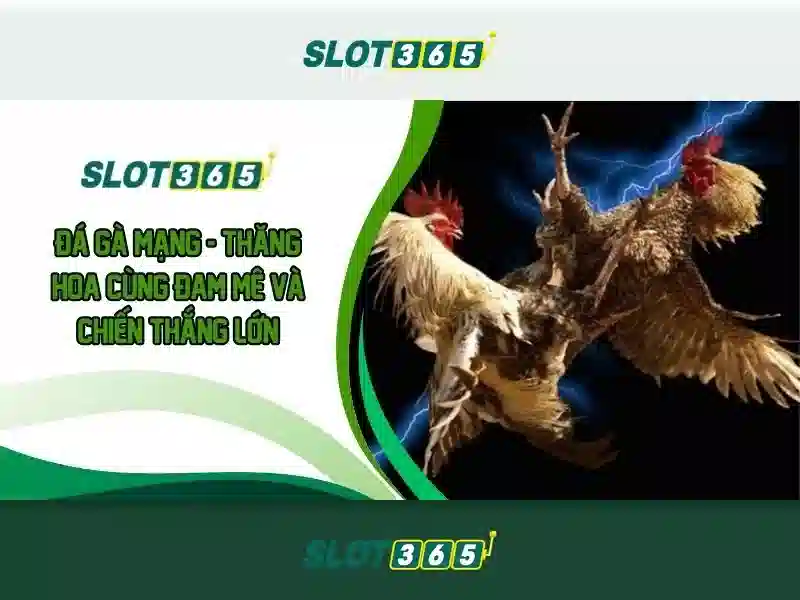 Slot365 — Khám phá nền tảng đánh bạc trực tuyến
